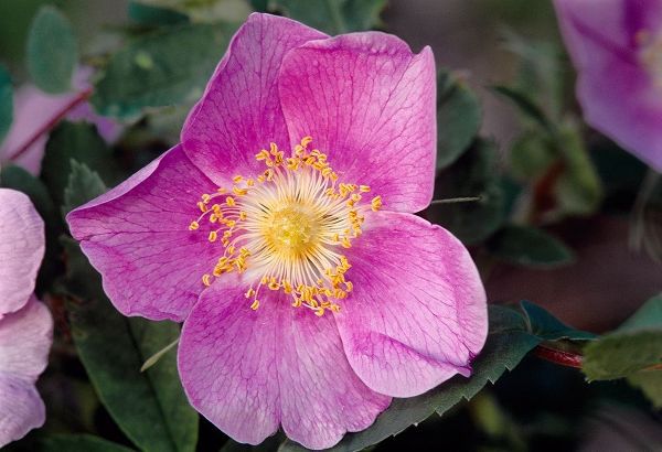 Canada-Manitoba-Nopiming Provincial Park Pink rose blossom close-up